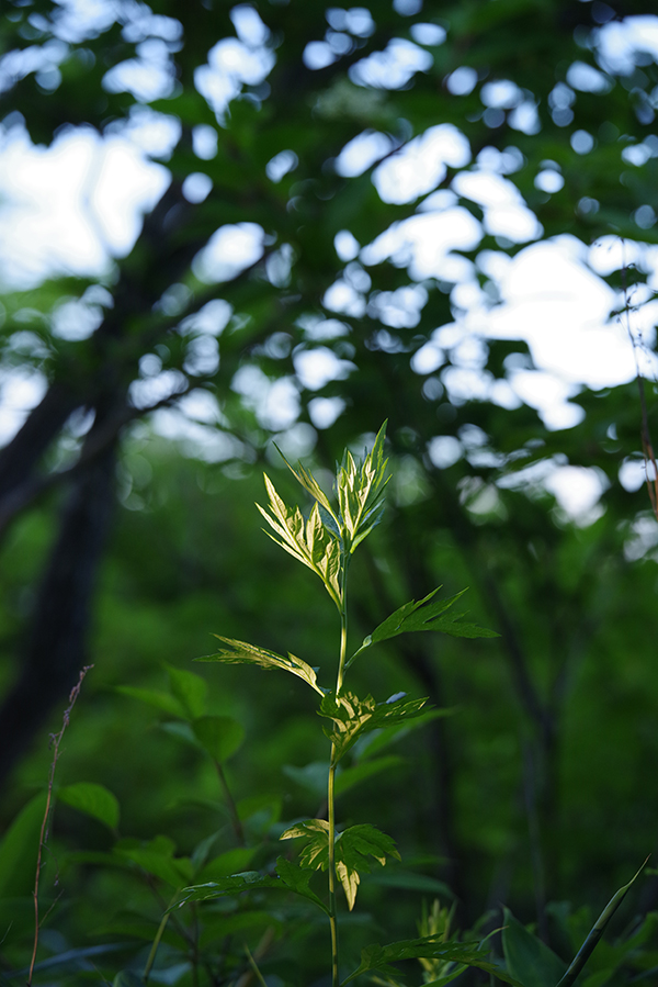 HD PENTAX-D FA★70-200mmF2.8ED DC AW