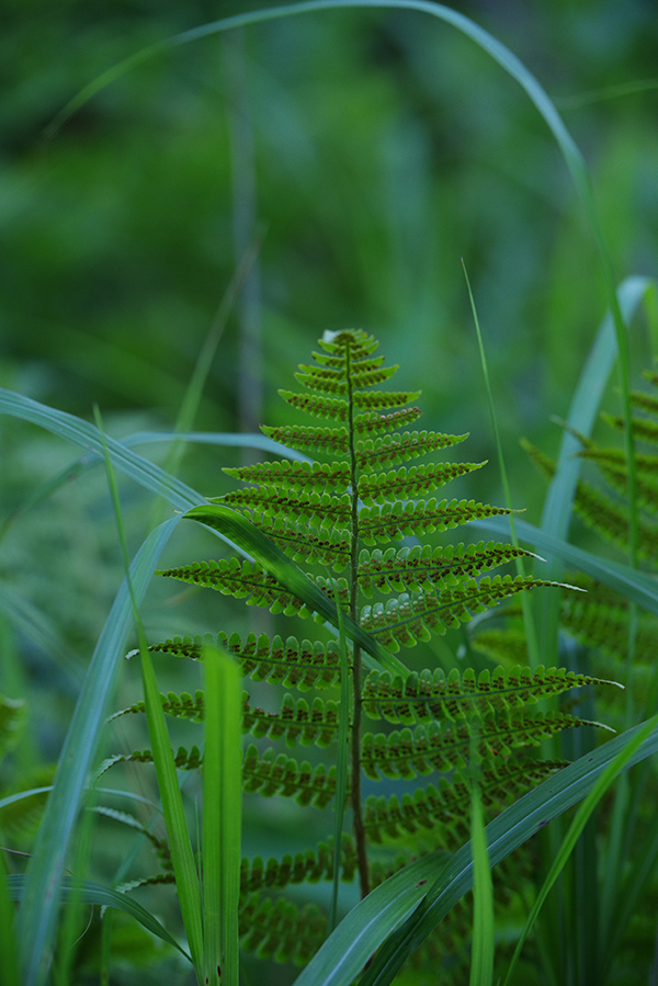 HD PENTAX-D FA★70-200mmF2.8ED DC AW